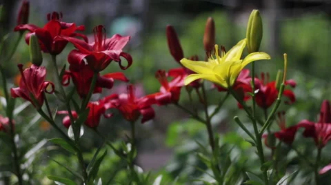 Yellow and red, pink and orange Asiatic lilies flowers on a suburban area 스톡 동영상 67583073