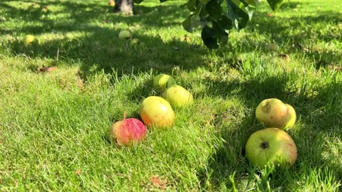 Yellow and Red Ripe Apples Fallen on Green Lawn Grass Under Tree Branch Stock Footage 346254587