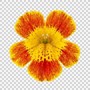 Yellow and red speckled monkey flower bloom isolated on transparent backgro.. Stock Photos