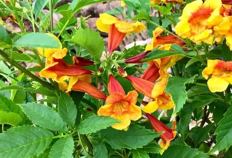 Yellow and Red Tecoma Stans, Trumpetbush Stock Photos