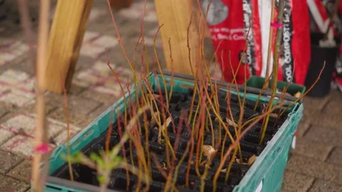 Yellow And Red Tree Saplings In Green Tray On Concrete Floor Vidéo 236988152