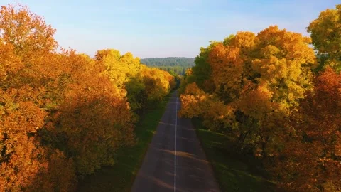 Yellow and red trees along the road with a passing car. Beautiful morning Stock Footage 246229505