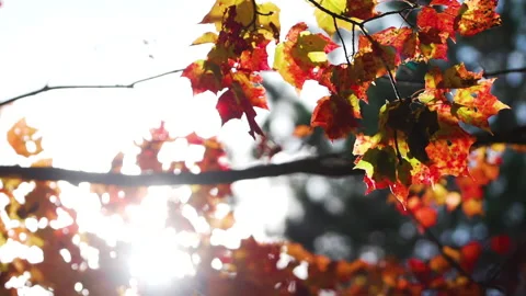 Yellow and red trees wave in the wind in slow motion Stock Footage 130338636