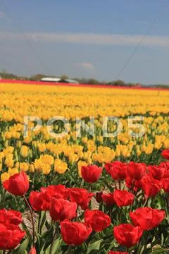 Yellow and red tulips on a field Stock Photos