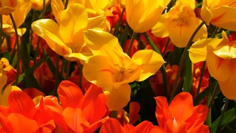 Yellow and red tulips Stock Footage 75070415