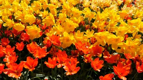 Yellow and red tulips Stock Footage 75072155