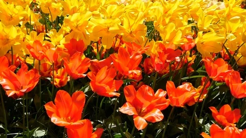 Yellow and red tulips Stock Footage 75072299