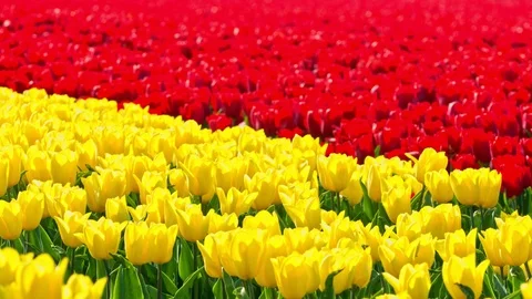 Yellow and red tulips Stock Footage 119684541