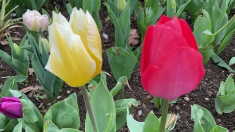 Yellow and red tulips in the spring garden. Stock Footage 238374030