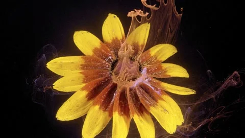 Yellow and rust daisy with colored fluid plumes curling from central disk under  스톡 동영상 340619225