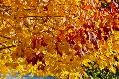 Yellow and rust maple leaves Stock Photos