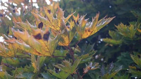 Yellow and Rust-Orange Leaf Shrub with Backlighting Stock Photos