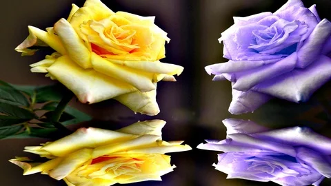 Yellow and violet rose Stock Footage 90069230