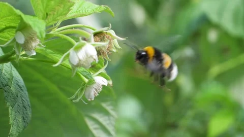 Yellow and white bumble bee flies around raspberry blossom and pollinates it Video stock 311736705
