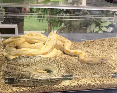 Yellow and white Burmese python coiled on sand in a glass terrarium Foto stock