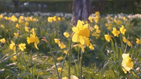Yellow and white daffodils in bloom in a park in spring time on a sunny day Stock Footage 150907634