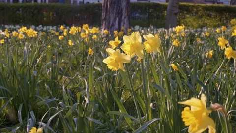 Yellow and white daffodils in bloom in a park in spring time on a sunny day Stock Footage 150907636