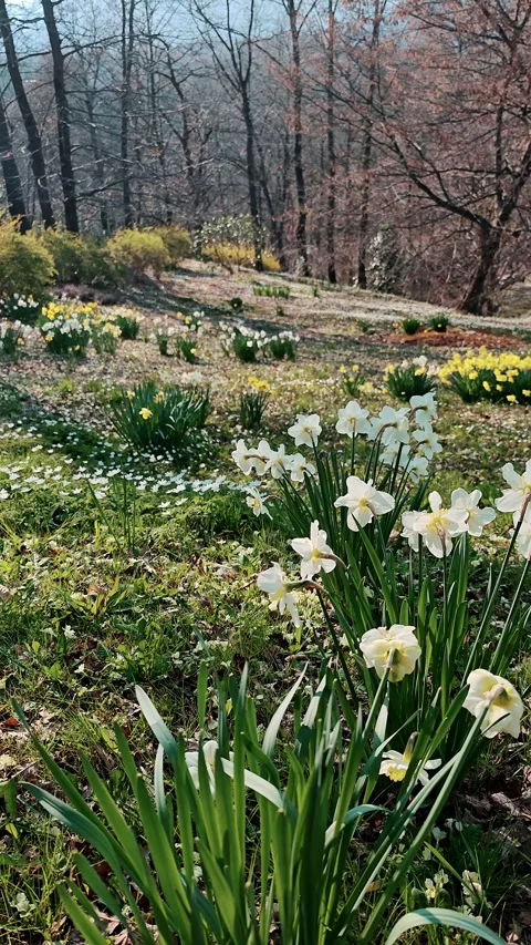 Yellow and white daffodils growing in a spring park with other wildflowers. Stock Footage 332178683