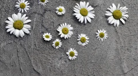 Yellow and white daisies on a gray concrete background. Copy space, top view. Stock Photos