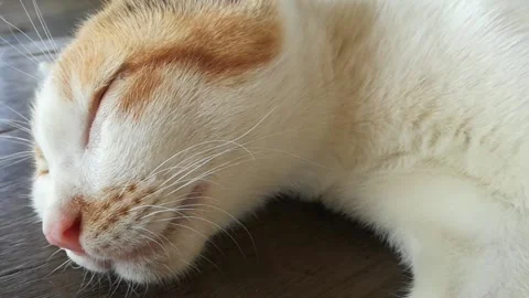 A yellow and white haired cat is sleeping and resting during the day. Stock Footage 149480897