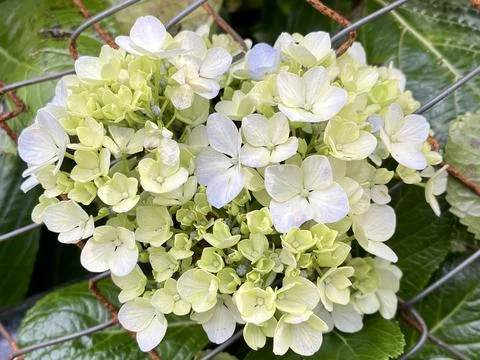 Yellow and White Hydrangea Bloom Peeking Through a Wire Fence Stock Photos