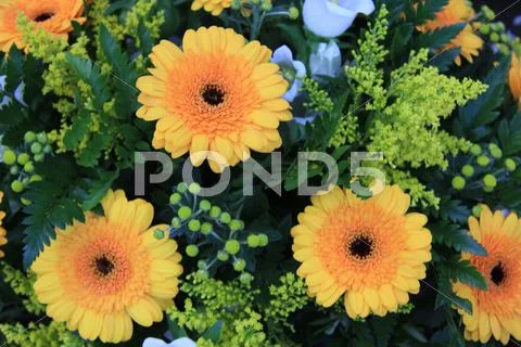 Yellow and white mixed flowers Stock Photos