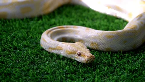 Yellow and white python snake laying on top of artificial green grass Video stock 330761886
