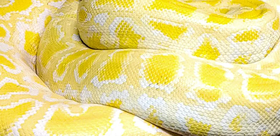 A yellow and white snake with a pattern on its back Photos
