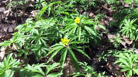 Yellow anemone Stock Footage 66694499