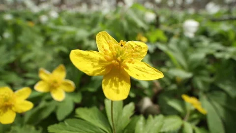 Yellow Anemone Stock Footage 264140835