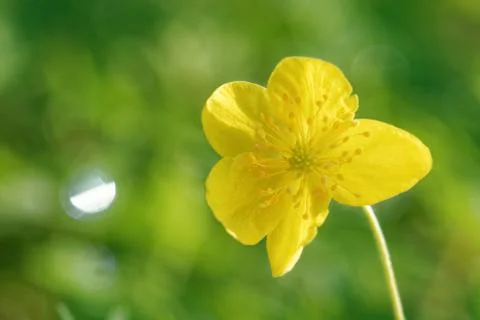 Yellow anemone Stock Photos