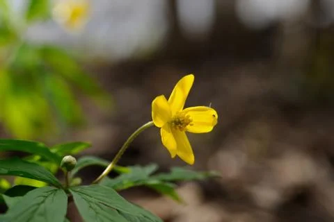 Yellow anemone Stock Photos