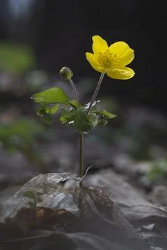 Yellow anemone Stock Photos
