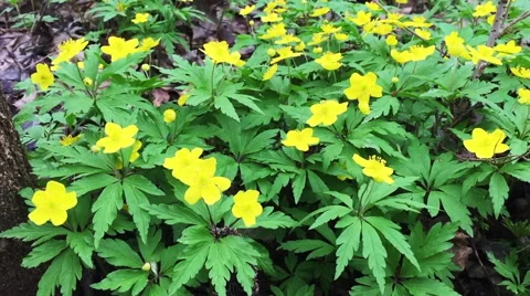 Yellow anemones in springtime Stock Footage 66693821