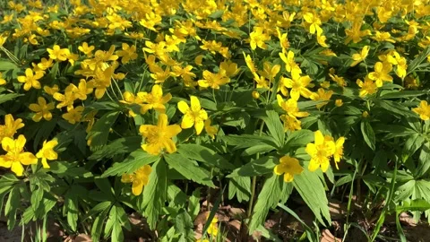 Yellow Anemones in the Wind Stock Footage 275489394