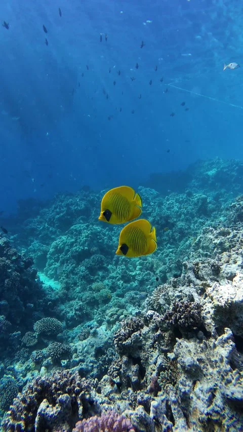 Yellow angelfish 库存影片 310550093