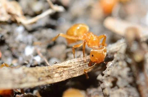Yellow ant 스톡 사진