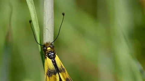 Yellow Antlion on Grass Stem. (1) Stock Footage 307263832