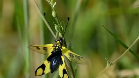 Yellow Antlion on Grass Stem. Stock Footage 307263794
