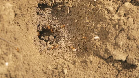 Yellow ants Stock Footage 35745277