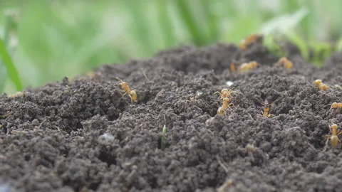 Yellow ants Stock Footage 154746978