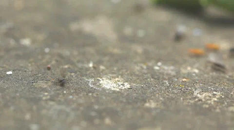 Yellow ants - full 1:1 macro close up with on site sound Stock Footage 35885767