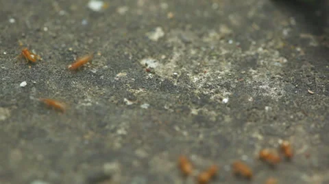 Yellow ants moving fast - full 1:1 macro shot Stock Footage 35885891