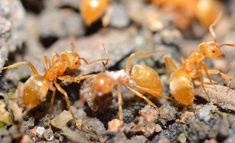 Yellow ants 库存照片