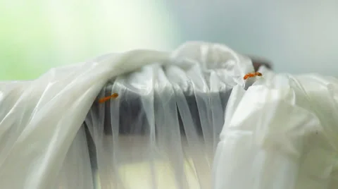 Yellow ants walking on plastic bag Stock Footage 35893032