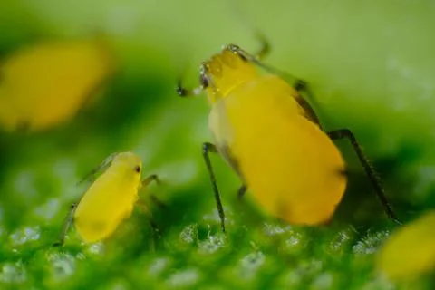 Yellow aphid on a leaf suck the sap of the plant. Stock-Fotos