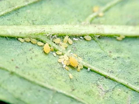 Yellow aphids clustered along a leaf vein, photographed outdoors in natural.. Stock Photos