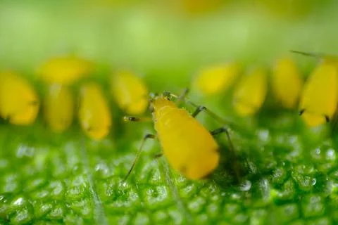 Yellow aphids on a leaf suck the sap of the plant. Stock-Fotos
