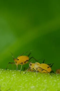 Yellow aphids suck the sap from a leaf. Stock-Fotos