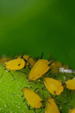 Yellow aphids suck the sap from a leaf. Foto stock